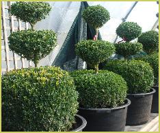 Buxus topiary snoeivormen