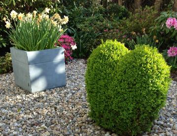 Topiary buxus hartje