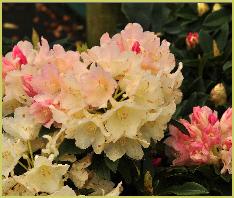 RhododendronYakushimanumGrumpy